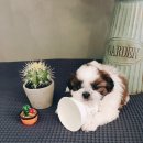 아이러브독 강아지분양 부천점 이미지