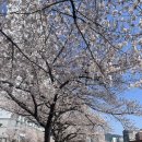 온천천일대4 | 이번 주말 만개🔥 부산 온천천 벚꽃🌸 카페거리 4월 실시간 후기(숨은 주차명당 주소 포함)