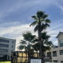 에코동 | 제주 리조트 추천 [에코그린리조트] 그린동 디럭스 / 에코동 에코패밀리 스위트 후기 #조식 #수영