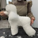 마스터그루밍클럽 | 푸들미용 군더더기 없는 가위질!