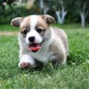 사송 동물 메디컬센터 이미지