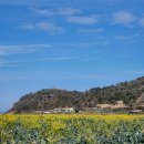 제주 수월봉 화산쇄설층 | 제주 한경면 걷기좋은 수월봉 화산쇄설층 지질트레일