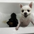 보스게임랜드 이미지