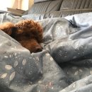 푸들푸들 이미지