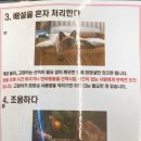 야옹아멍멍해봐 송파위례점 이미지