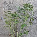 알케미스트 이미지