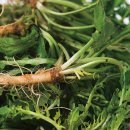 Point-봄의 향 이미지