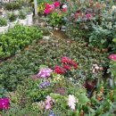 장안꽃시장 이미지