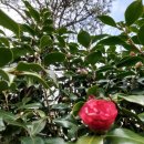 냉이꽃 민박 이미지