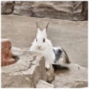 키즈금강유치원 | 파주·일산 겨울방학 실내동물원 추천 쥬벅스 동물키즈카페 체험코스 후기