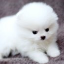 몽실몽실 이미지