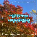 2024년 11월 가을 단풍구경명소 | 전라도 가볼만한 곳 정읍 내장산 국립공원 내장사 백양사