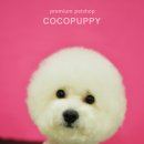 루이비숑 이미지