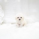 더독스 미니 이미지