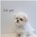 비비펫 동물병원 이미지