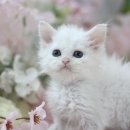 온리캣 이미지