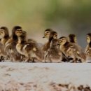 원앙농장 이미지