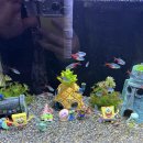 여우나드리 | 대전 아쿠아리움 나드리 🐟🐡🐳🦀🌊