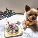 퍼피버스데이 이미지