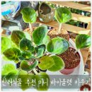 소형 실내식물 미니바이올렛 기르기 '드레스퍼레이드' 사계절피는 꽃, 번식방법