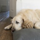 강아지집 이미지