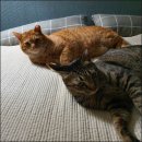 상신리코코네 이미지