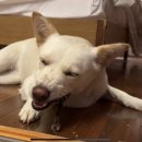 (bless)블레스얌얌 이미지