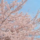 자산공원 티스토리