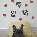 오프독 반려견 종합교육문화센터 이미지