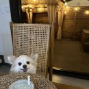 냥냥쩝쩝 이미지