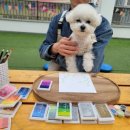 꽃피는견생 인천애견유치원 이미지
