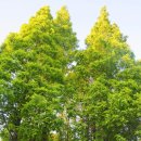 부평공원 이미지