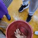 유성수산대게 | [대전] 구암동 보물섬수산 대게 후기 | 유난히 완벽했던 날