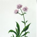 순전한 나드 이미지