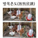 방사흔도(放飼欣跳) 이미지