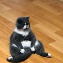 낄낄고양이 이미지