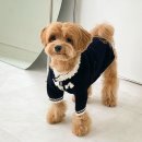 톤온펫
