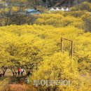 이천백사산수유