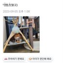 고양이미용호텔_미야옹 | 뒤늦게 찾은 고양이미용호텔 미야옹 리뷰, 이용후기🫶💝😽