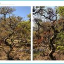 단풍농장 이미지