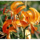 나리반점 이미지