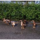 오리떼 편의점 이미지