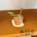 화과당 | 전주 비건카페｜채식주의자의무화과 너무 귀엽고 맛있었던 전주카페 쿠키 털어온 후기