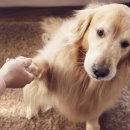 애견유치원&호텔 초댕학교 이미지