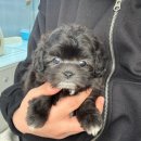 데일리독 이미지