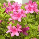 꽃에 반하다 이미지