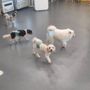 멍쉬멜로 이미지