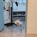 루이비숑 이미지