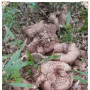 자연산 버섯.상황버섯.약용버섯의 종류와 성질과 맛, 그리고 효능 이미지