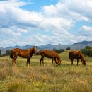 이&장 목장 이미지